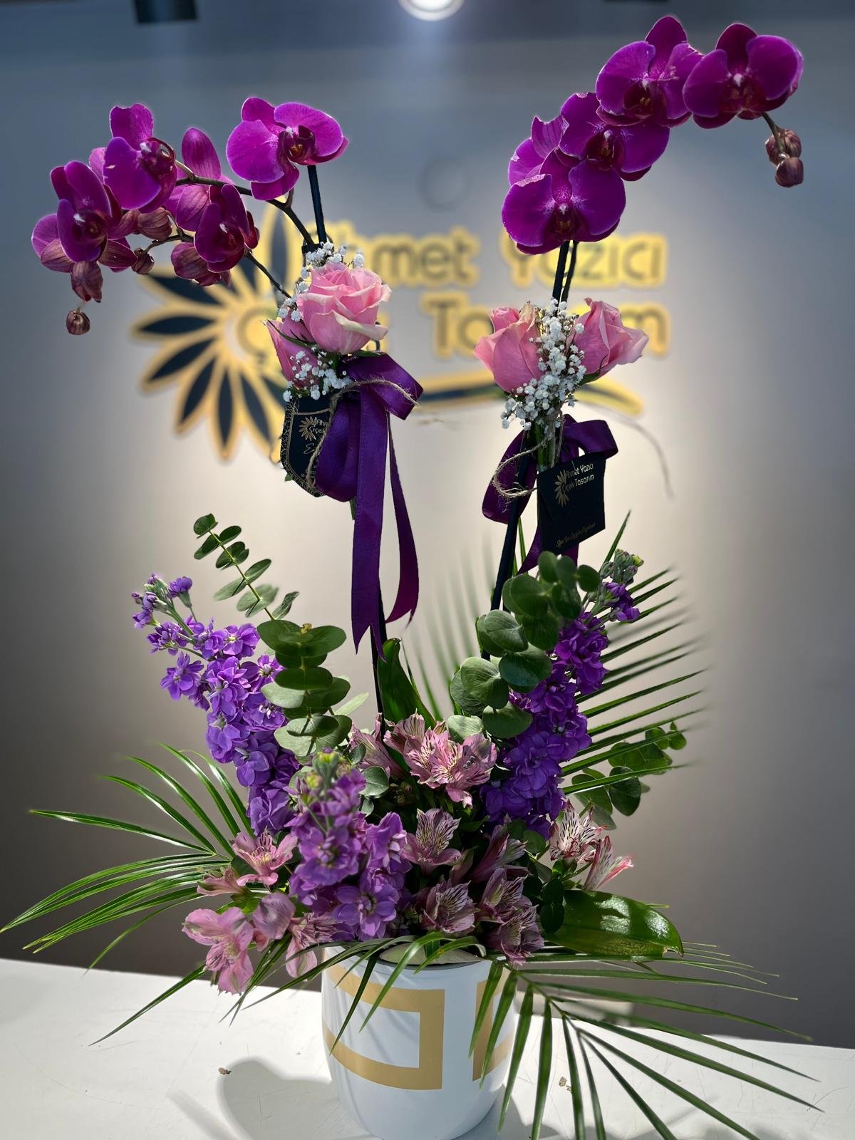 ÇİFT DAL MOR ORKİDE 