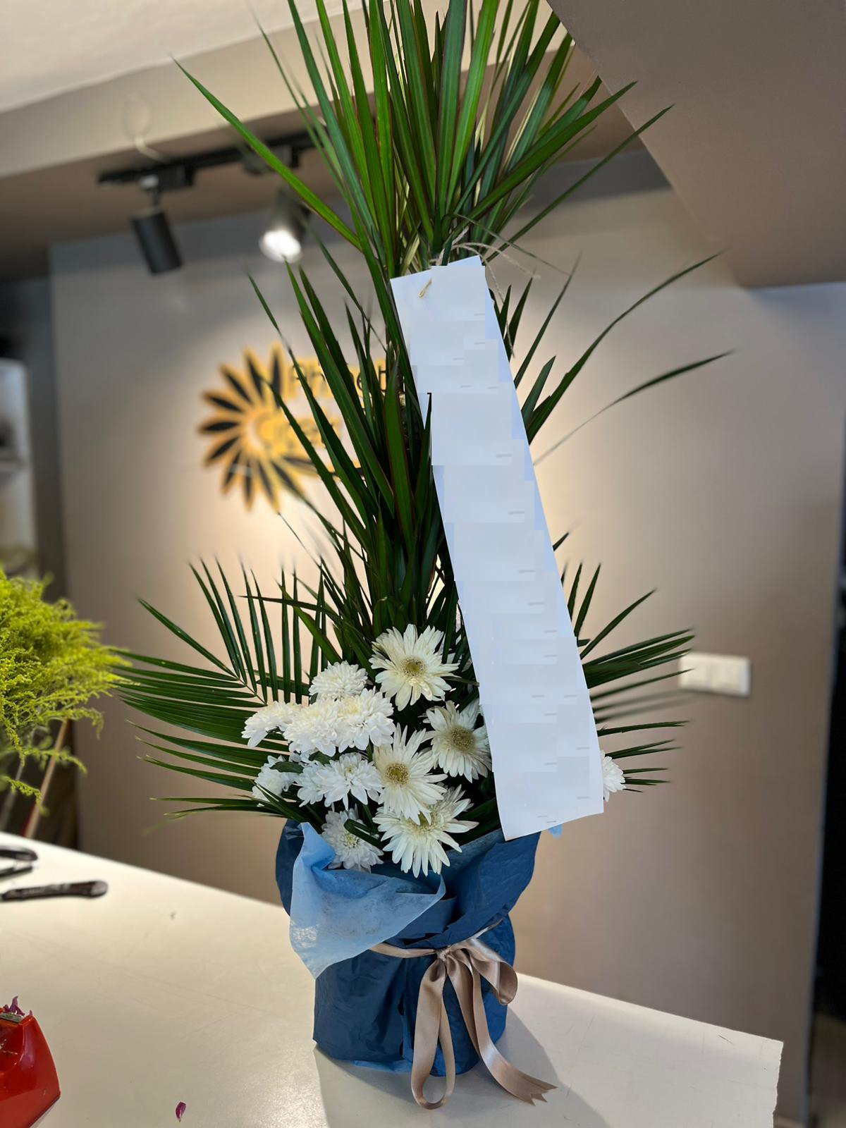 marginata saksı çiçeği